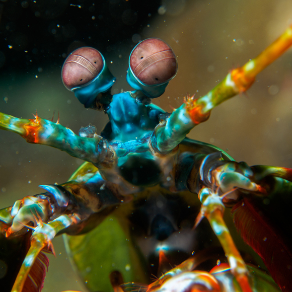 מצלמה מעיני חסילון