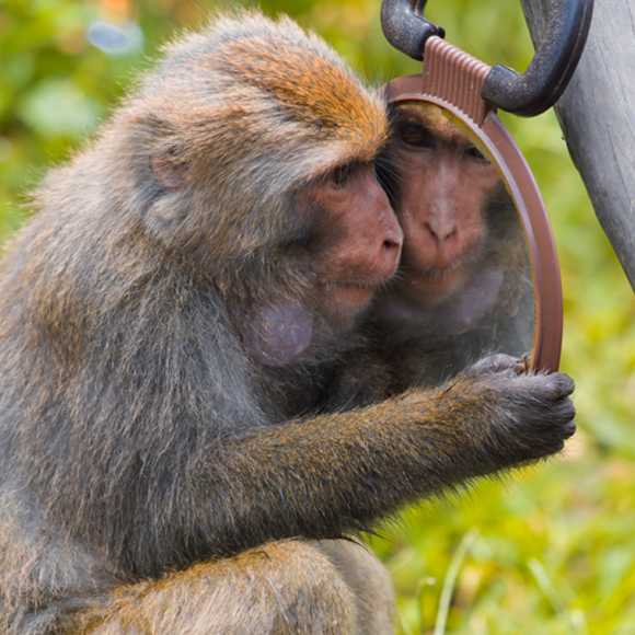 מה רואים במראה?