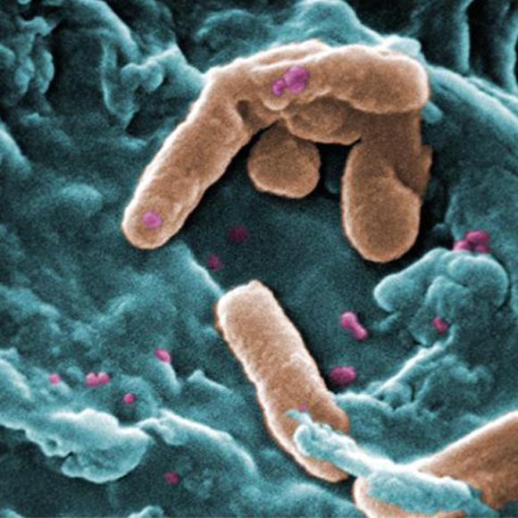 עזר כנגדו: חיידק מתחמק ממערכת החיסון, בזכות נגיף