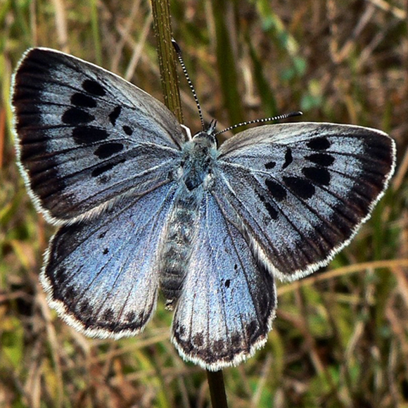 פרפרים כנגד כל הסיכויים