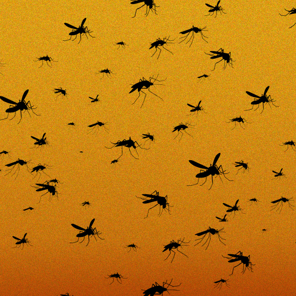 דיאטה – גם ליתושים