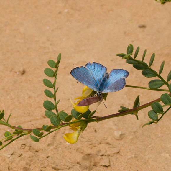 באחו, בחולות ובמדבר: הפרפרים של ישראל