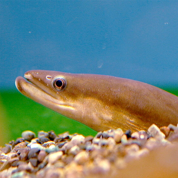 יש הרבה DNA בים (או בנהר)