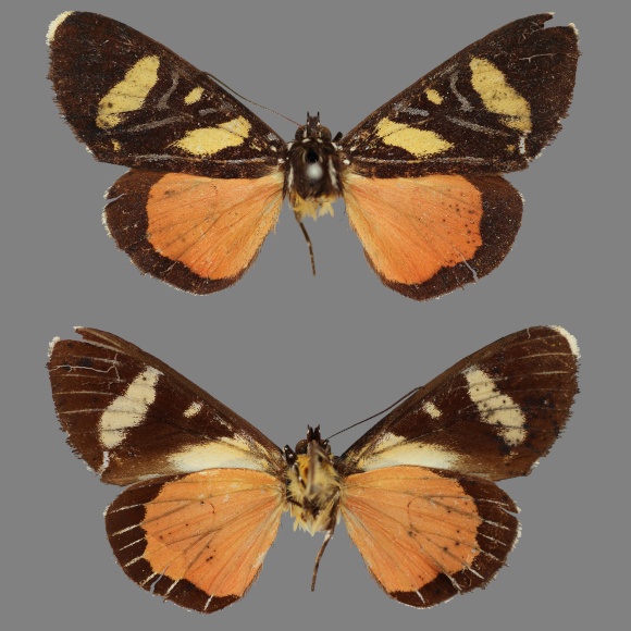 הפרפר שלא היה שם