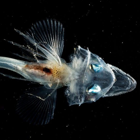 איך דג אנטארקטי קיבל את דמו השקוף?