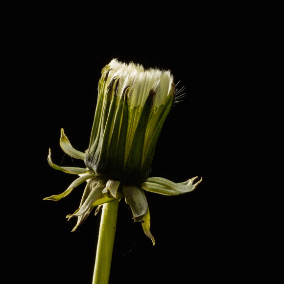 כוח הריחוף הפלומתי של שן הארי