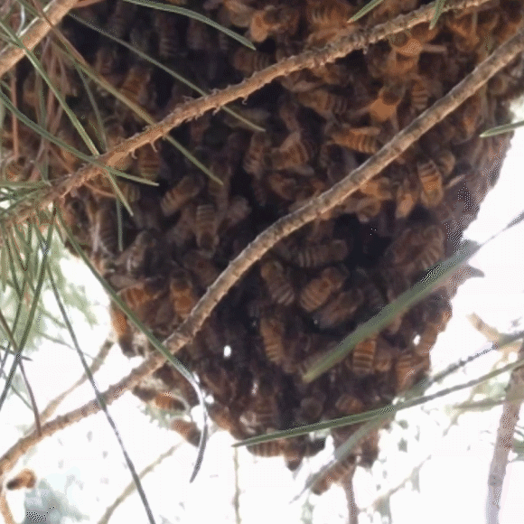 המתנחלות שמחפשות בית חדש