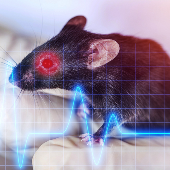 עכברי-על: רכשו ראיית תת-אדום