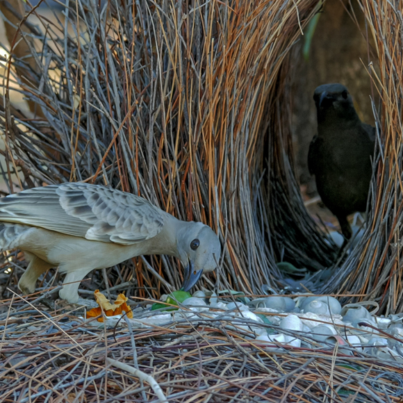 עושים סדר בעולם החי