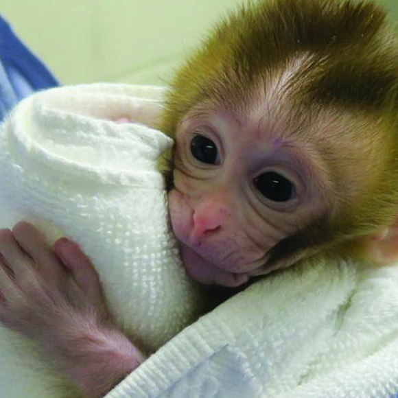 הקופה שנולדה מאשך לא מפותח