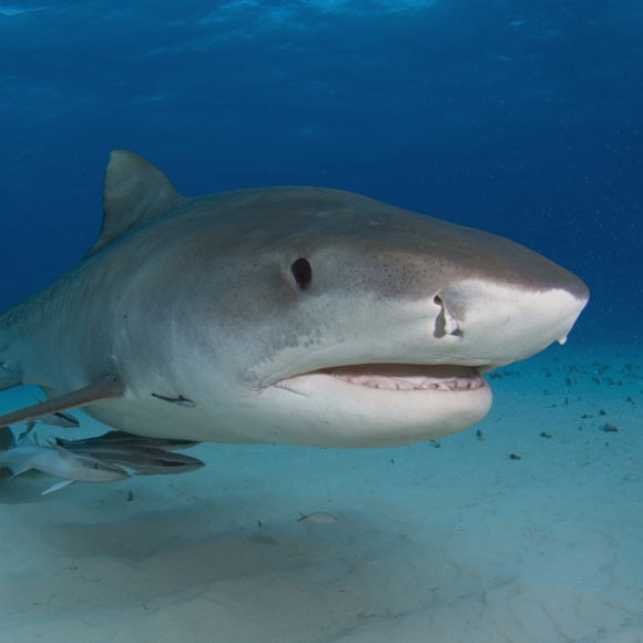 הכרישים שטורפים ציפורי יבשה