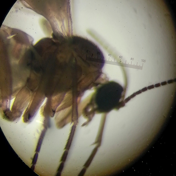 לקראת חיסון נגד מלריה