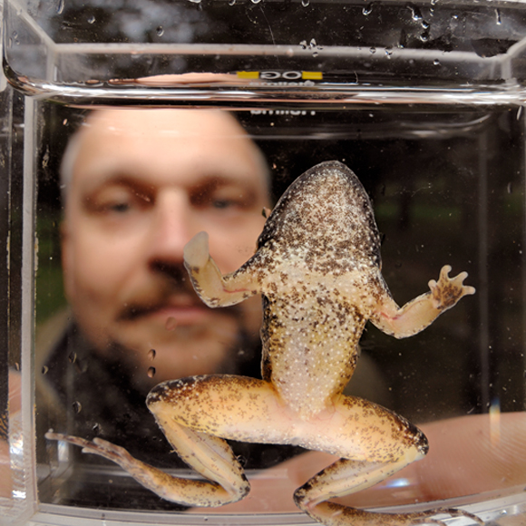 פטרייה להכחדה המונית