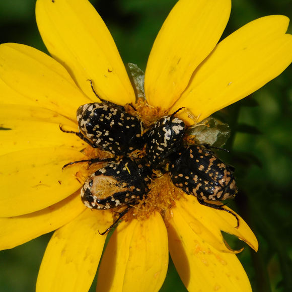 דבר אליי בפרחים