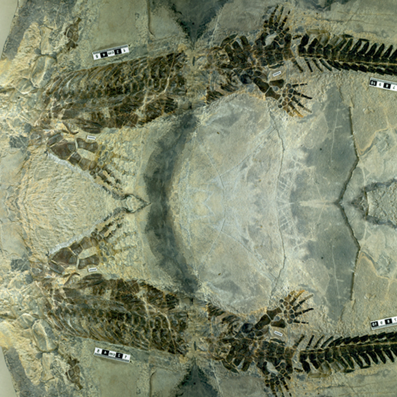 מה הרגיש הארטמוריפיס?