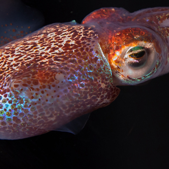 יחסים נוצצים: הדיונון עם החיידקים הזוהרים