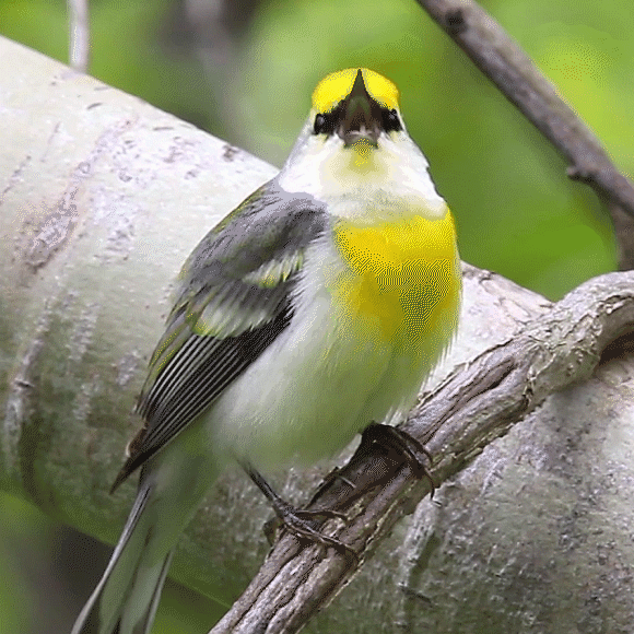 מקהלה עליזה
