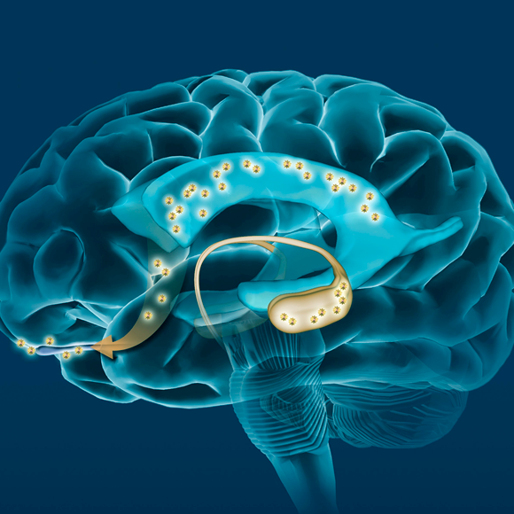 האם תאי עצב חדשים יכולים להגן בפני אלצהיימר?