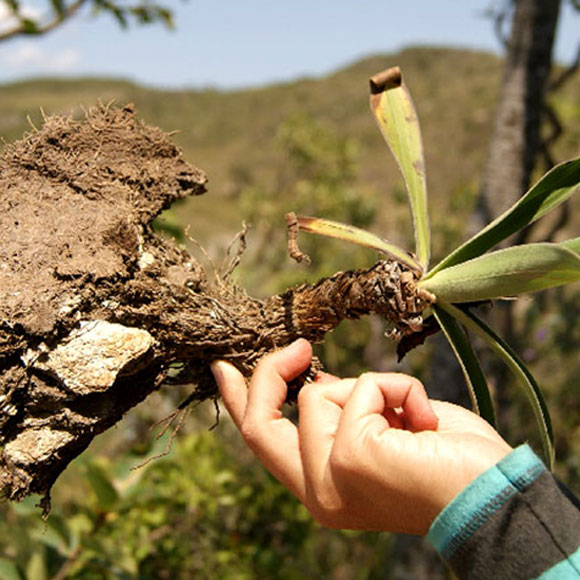 להוציא אוכל מן הסלע