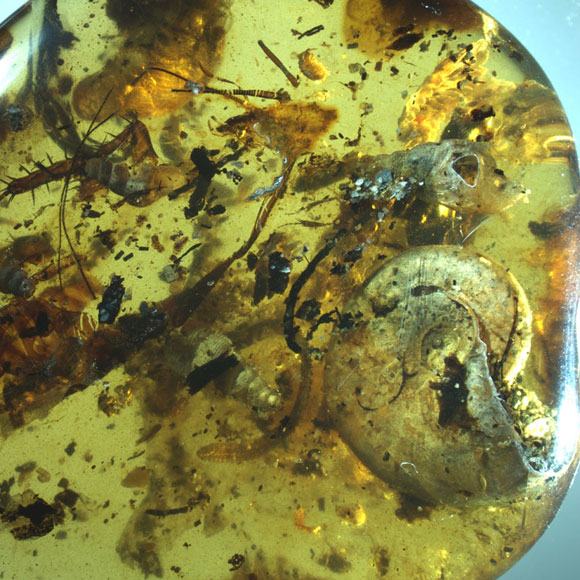 אוצר מן העבר בתוך ענבר