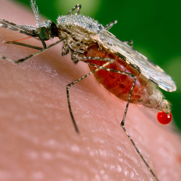 קרישי דם נגד מלריה