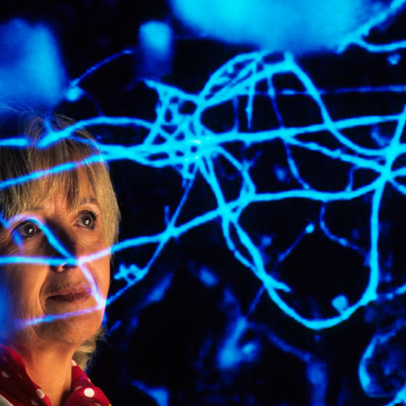 מפה עולמית של “הרשת החברתית” של צמחים