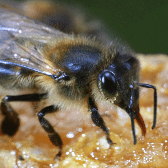 הדבורים שעושות חשבון