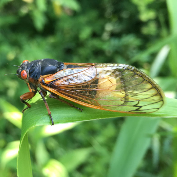 סקס, סמים וציקדות