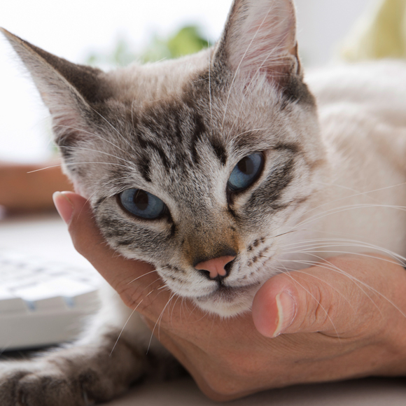 האם החתול שלכם ישגע אתכם?