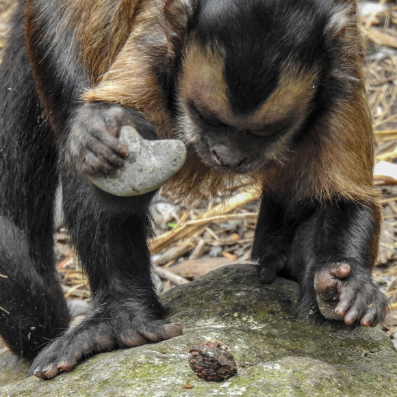 ארכיאולוגיה קופית