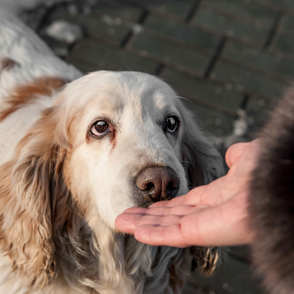 כלבים יכולים להריח התקף אפילפטי