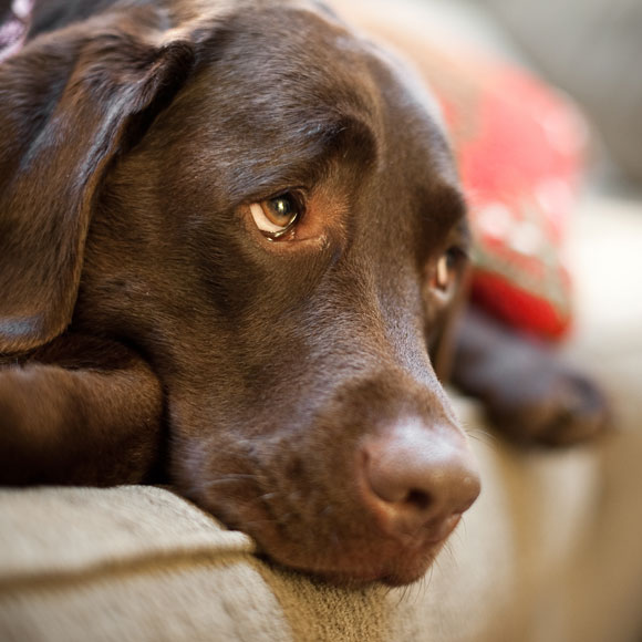 מוצא המבט הכלבלבי