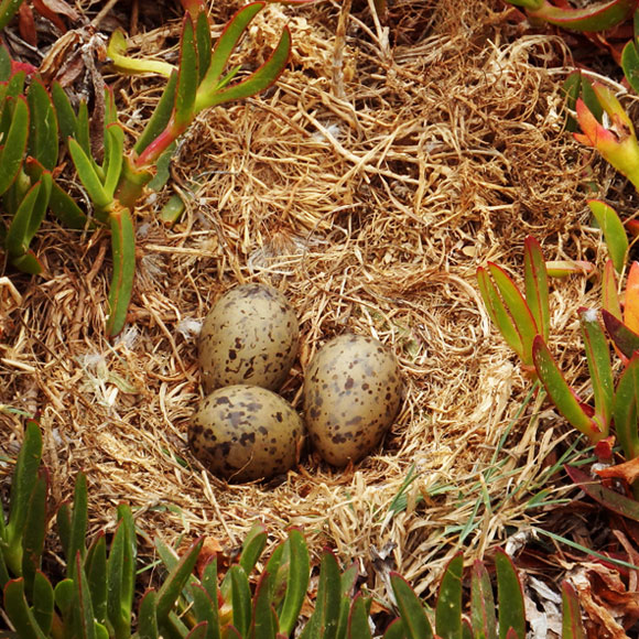 פטפוטי ביצים