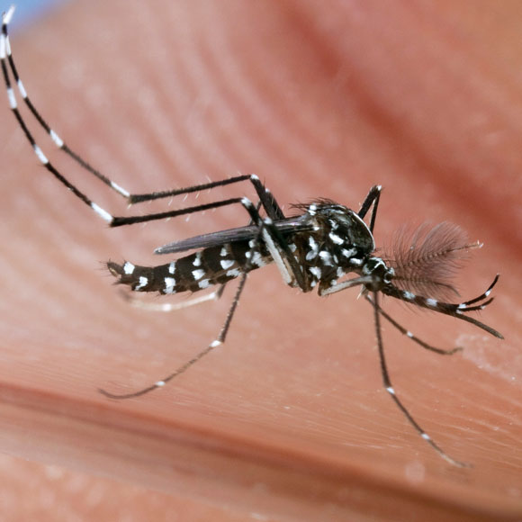 תרגיל העוקץ הסיני ליתושים