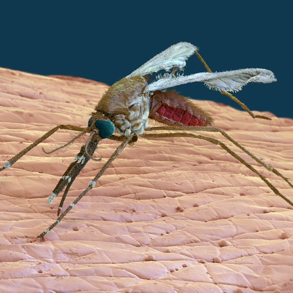 הפטרייה, המלריה וארס העכביש