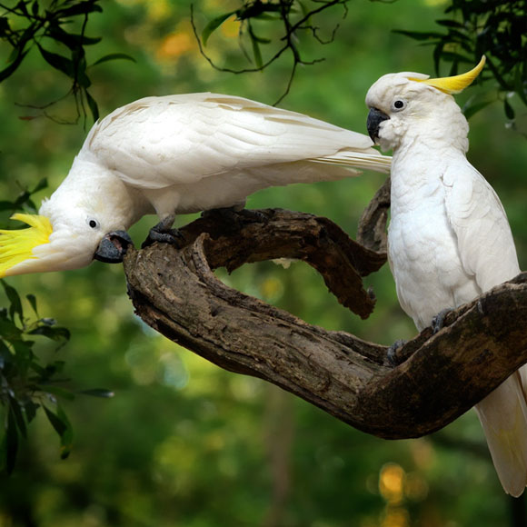לרקוד כמו תוכי