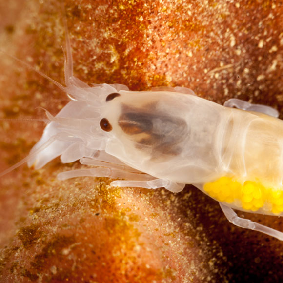 بندقية الروبيان التي “تُطلق” البلازما