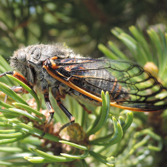 החקיינות שמרפאת מחלות