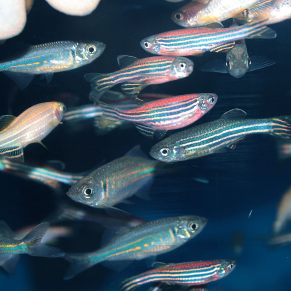 התאים שלא החליטו מה הם