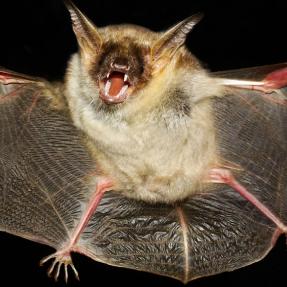 עפים על הסונאר של העטלפים