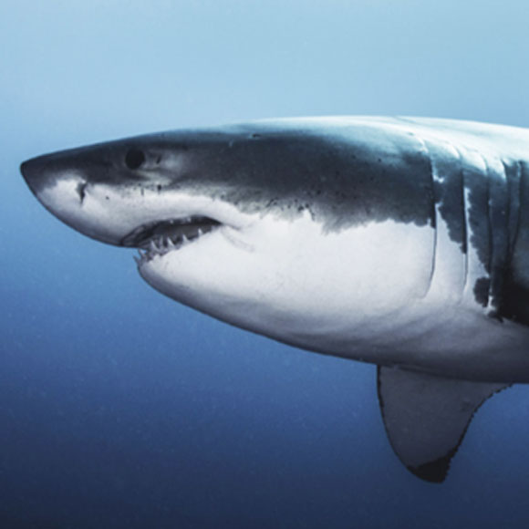 ממי מפחדים הכרישים?