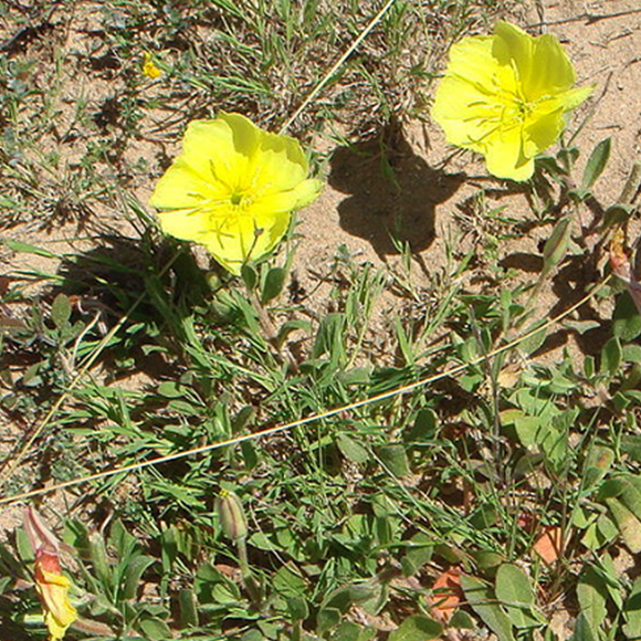 פרחים קשובים