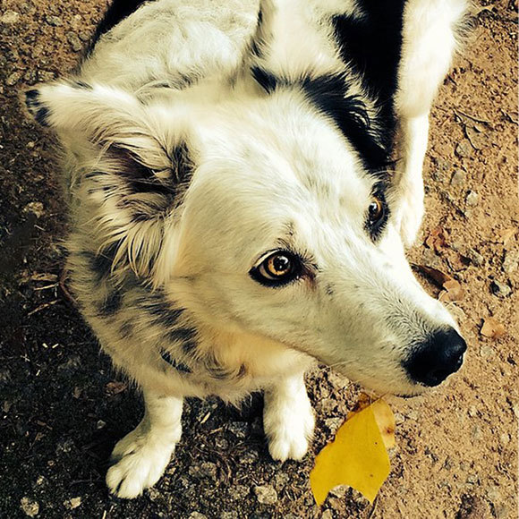 מתה “הכלבה הנבונה בעולם”