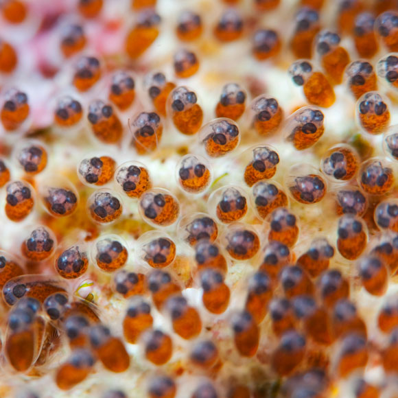 האור שמפריע לביצי הדגים “להתעורר”