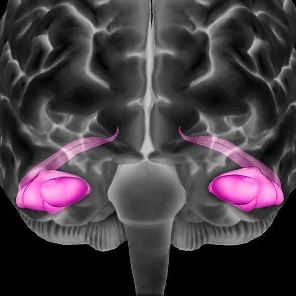 ה”שידור החוזר” של ההיפוקמפוס – לא רק בשינה