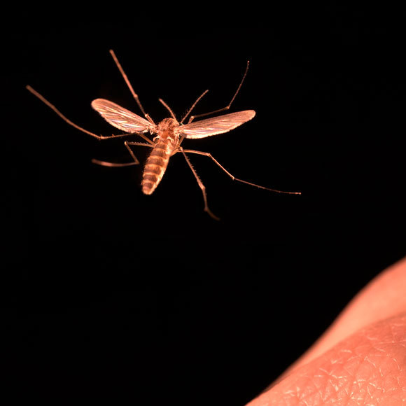 איך מבדילים בין יתוש ליתושה?
