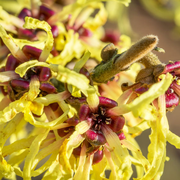 השולף הכי מהיר בסין