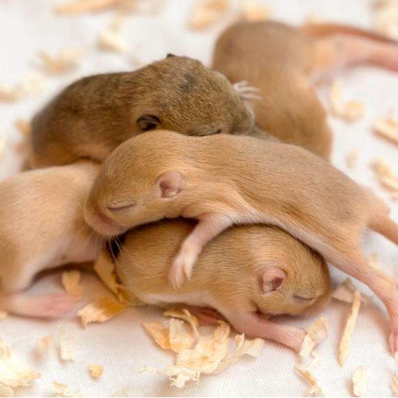 איך טמפרטורה משפיעה על חלומותינו?