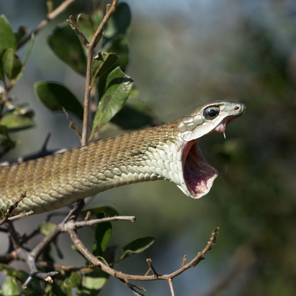 זריקה או נשיכת נחש?