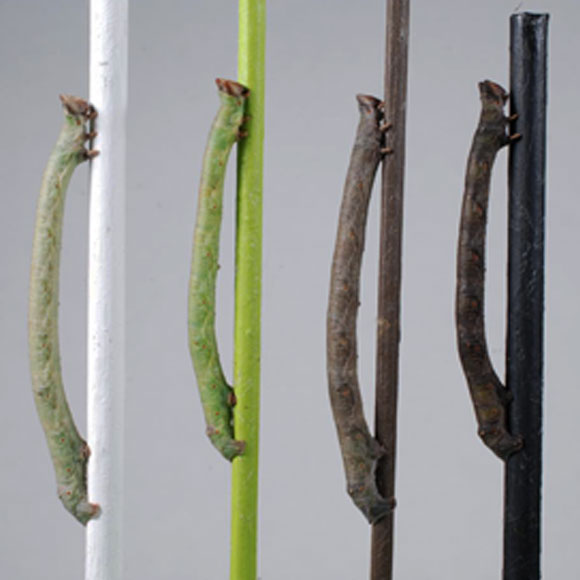 הזחל שממשש צבעים